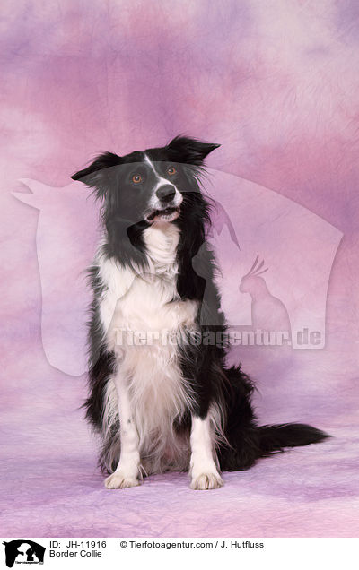 Border Collie / JH-11916