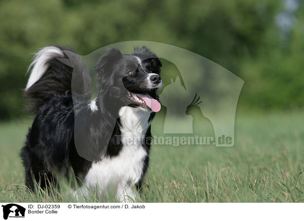 Border Collie / DJ-02359