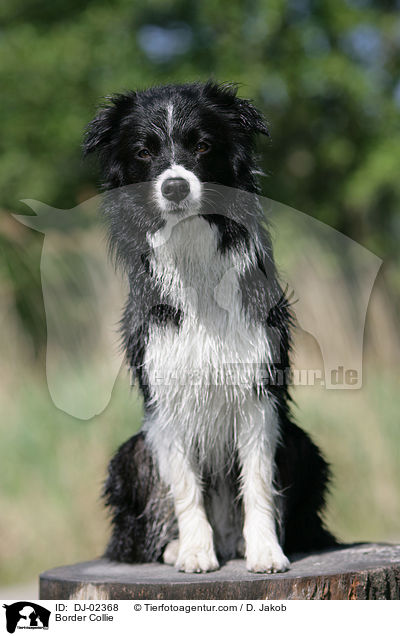 Border Collie / DJ-02368