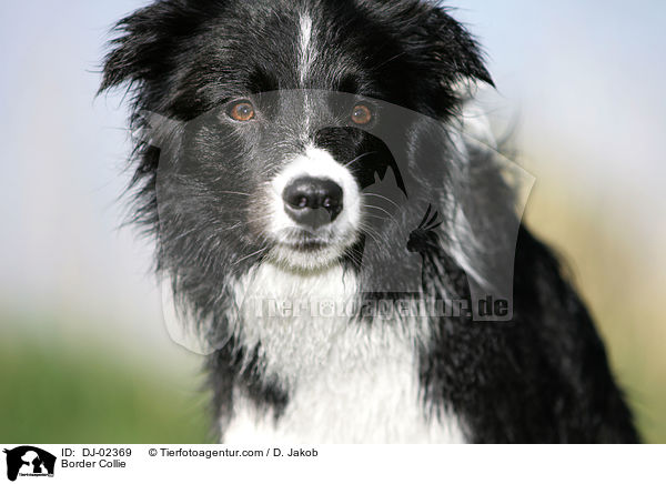 Border Collie / DJ-02369