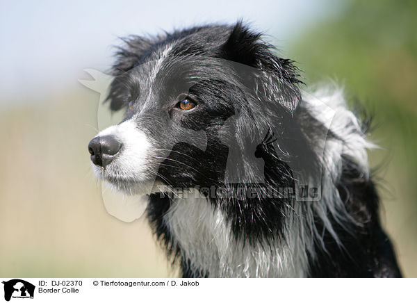 Border Collie / DJ-02370
