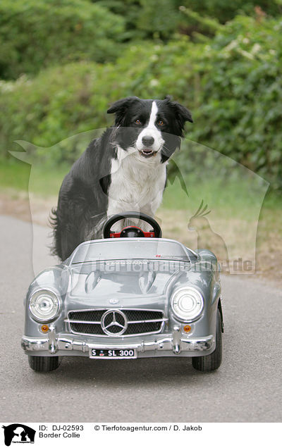 Border Collie / DJ-02593