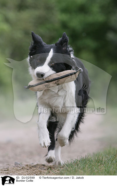 Border Collie / DJ-02599