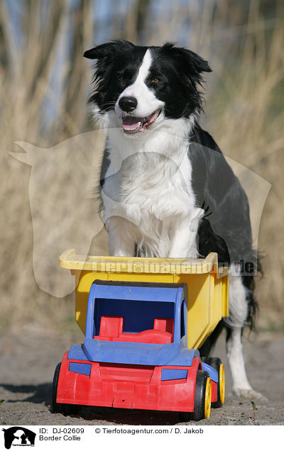 Border Collie / Border Collie / DJ-02609