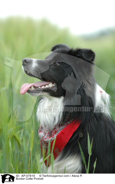 Border Collie Portrait / AP-07819