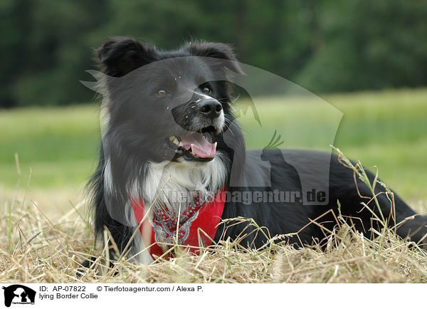 lying Border Collie / AP-07822