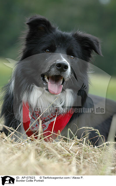 Border Collie Portrait / AP-07823