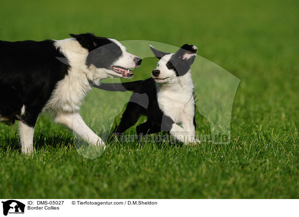 Border Collies / DMS-05027