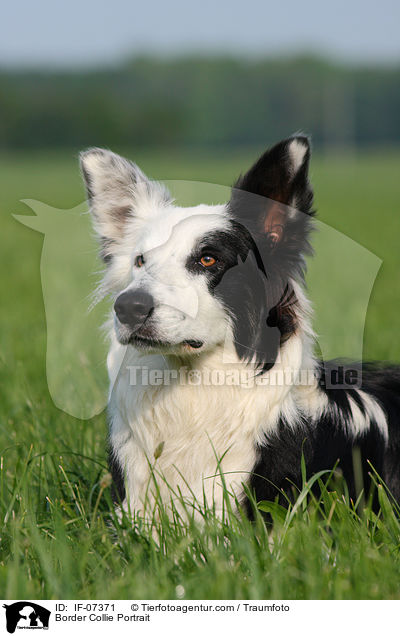 Border Collie Portrait / IF-07371