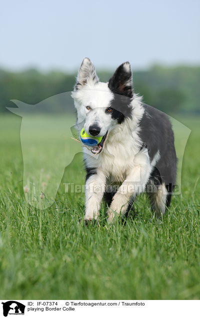 playing Border Collie / IF-07374