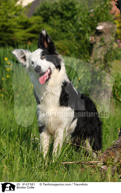 Border Collie / IF-07381