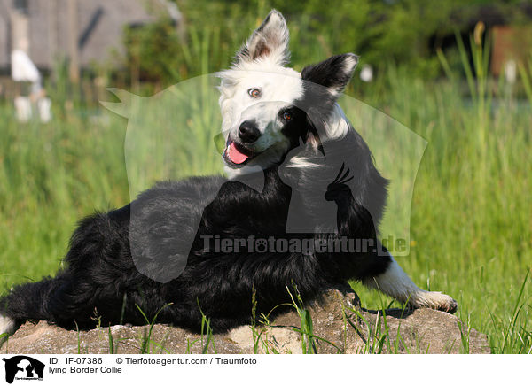lying Border Collie / IF-07386