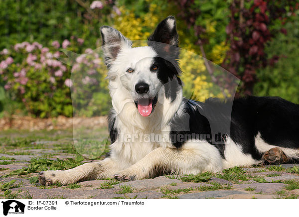 Border Collie / IF-07391