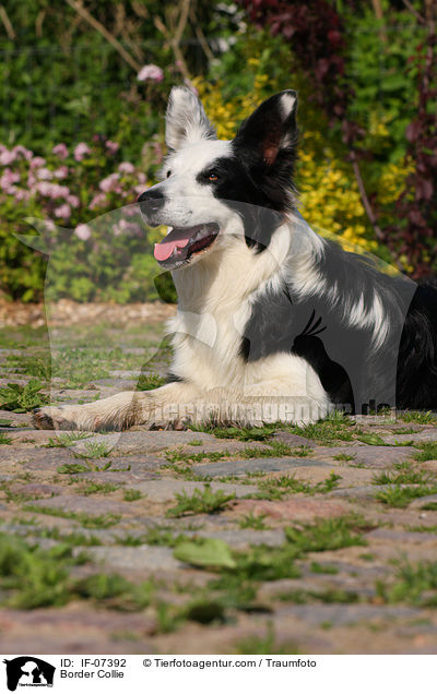 Border Collie / IF-07392