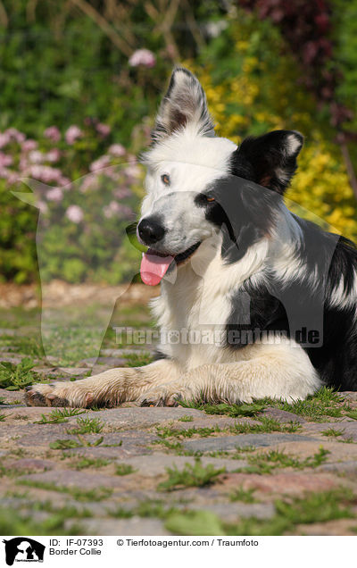 Border Collie / IF-07393