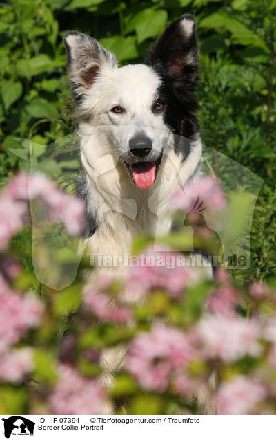 Border Collie Portrait / IF-07394