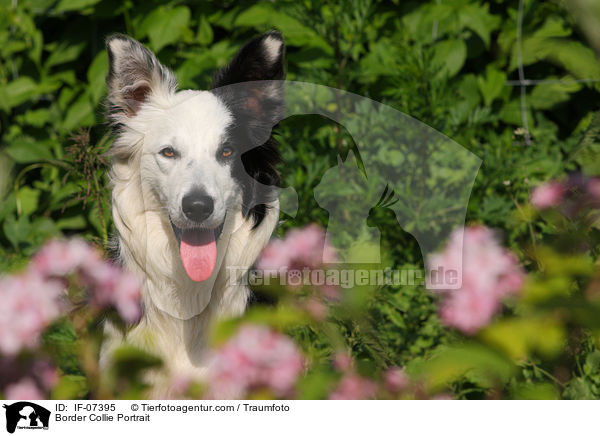 Border Collie Portrait / IF-07395