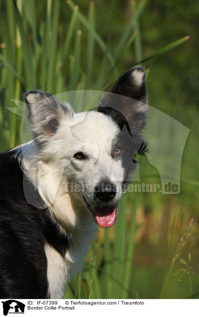Border Collie Portrait / IF-07399