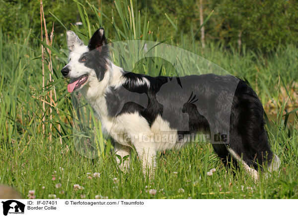 Border Collie / IF-07401