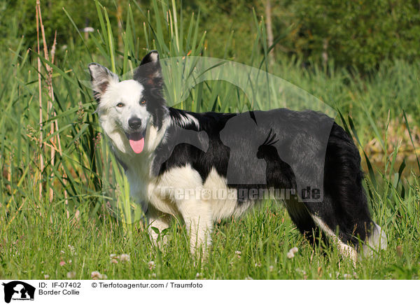 Border Collie / IF-07402
