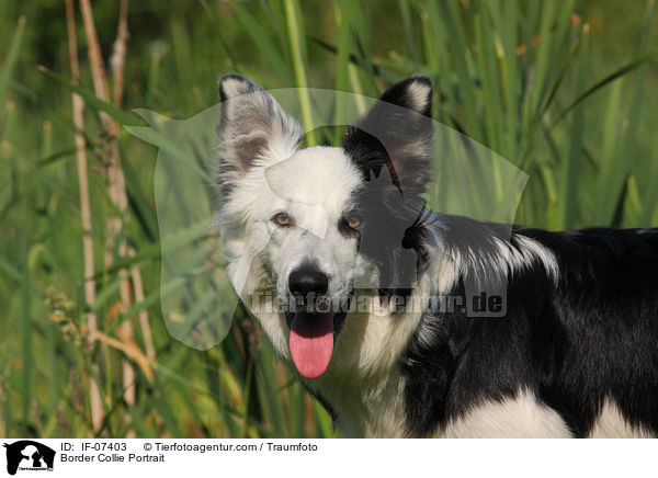 Border Collie Portrait / IF-07403