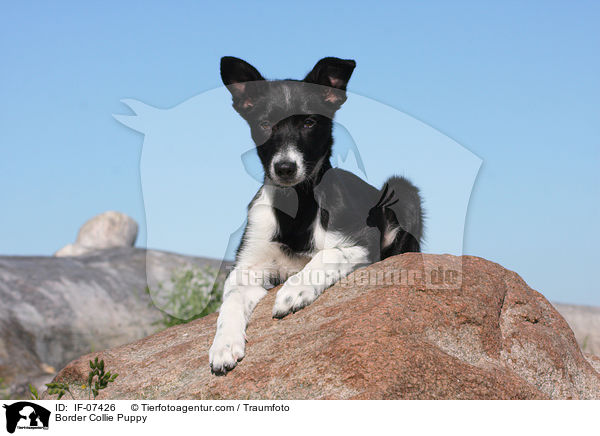 Border Collie Puppy / IF-07426