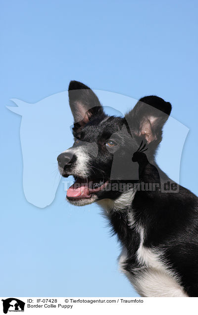 Border Collie Puppy / IF-07428