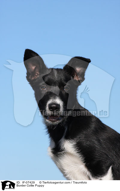 Border Collie Puppy / IF-07429
