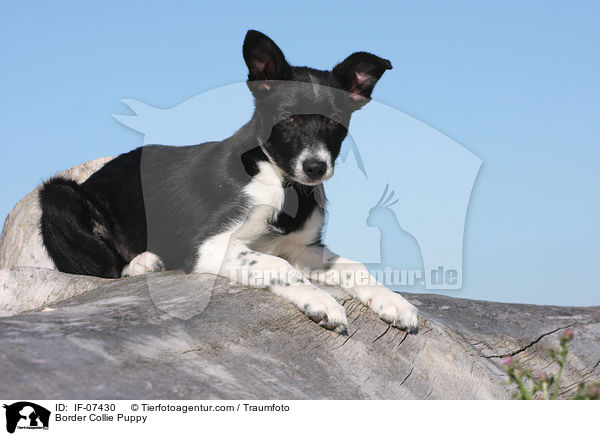 Border Collie Puppy / IF-07430