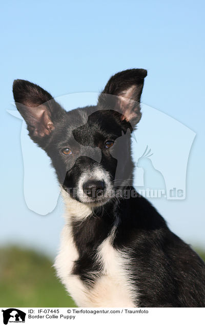 Border Collie Puppy / IF-07445