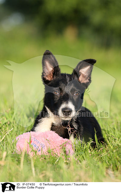 Border Collie Puppy / IF-07450