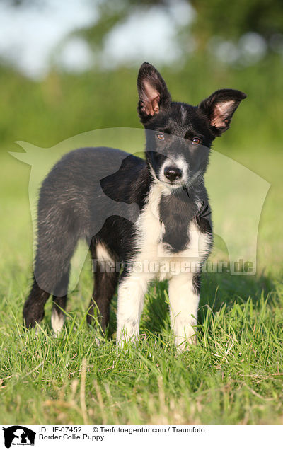 Border Collie Puppy / IF-07452