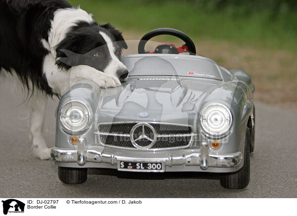 Border Collie / DJ-02797