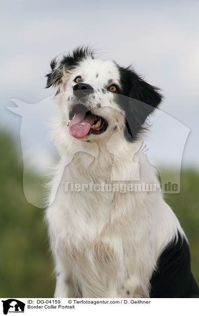 Border Collie Portrait / DG-04159