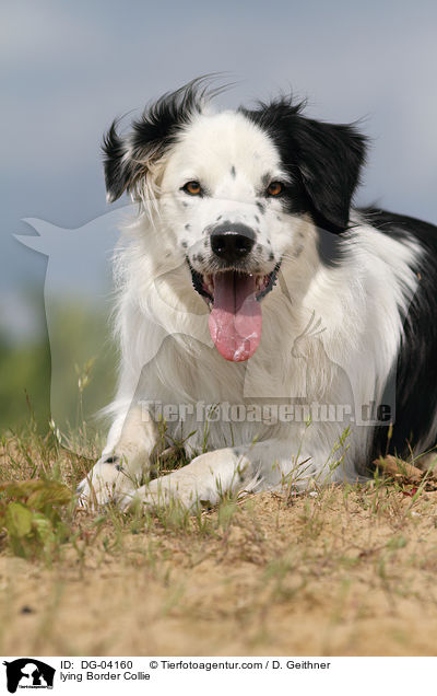 lying Border Collie / DG-04160