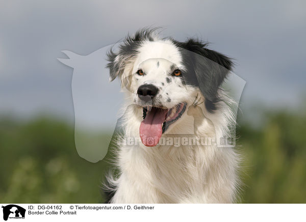 Border Collie Portrait / DG-04162