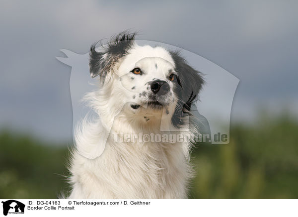 Border Collie Portrait / DG-04163