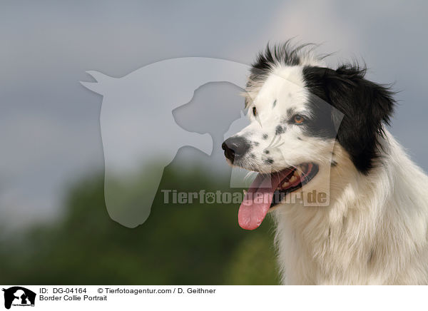 Border Collie Portrait / DG-04164