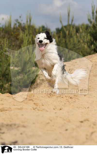 running Border Collie / DG-04166