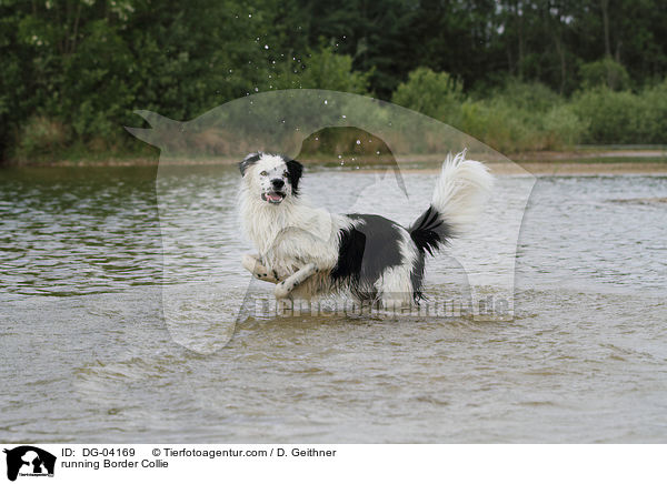 running Border Collie / DG-04169