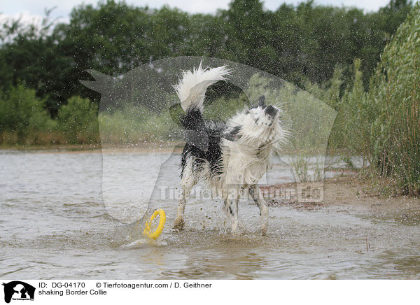 shaking Border Collie / DG-04170