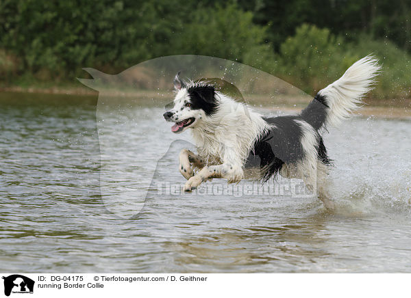running Border Collie / DG-04175