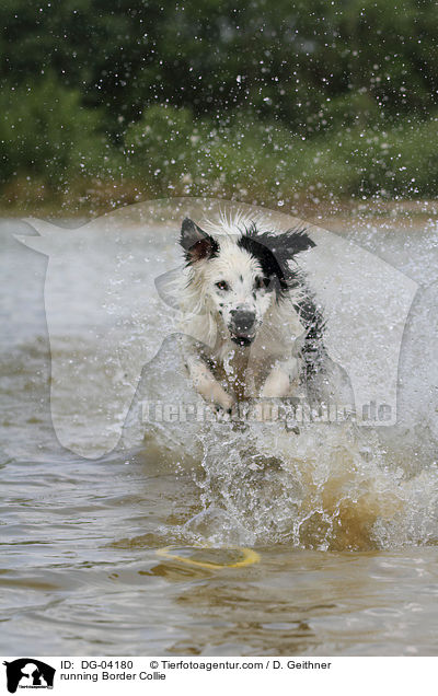 running Border Collie / DG-04180