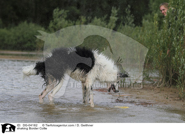 shaking Border Collie / DG-04182