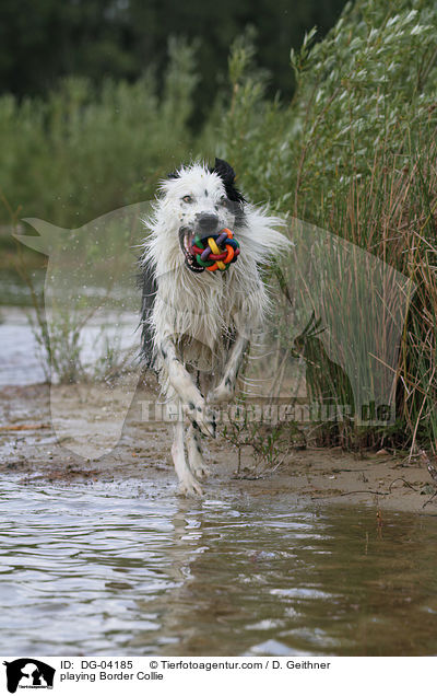 playing Border Collie / DG-04185