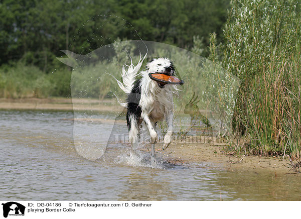 playing Border Collie / DG-04186