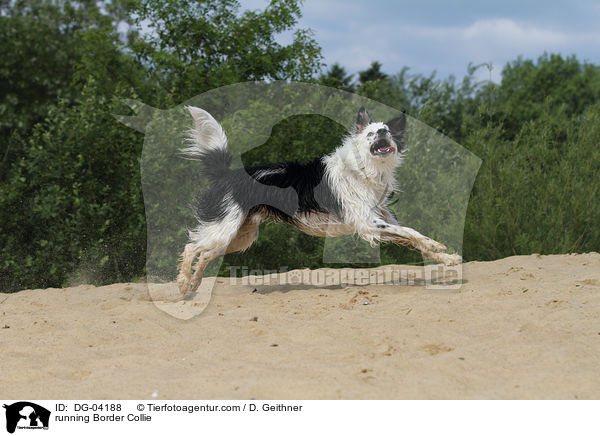 running Border Collie / DG-04188