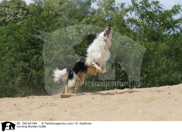 running Border Collie / DG-04189
