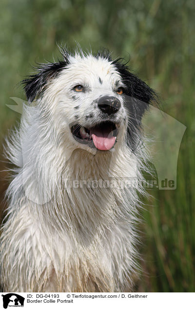Border Collie Portrait / DG-04193