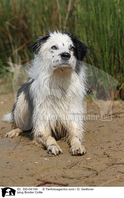 lying Border Collie / DG-04194